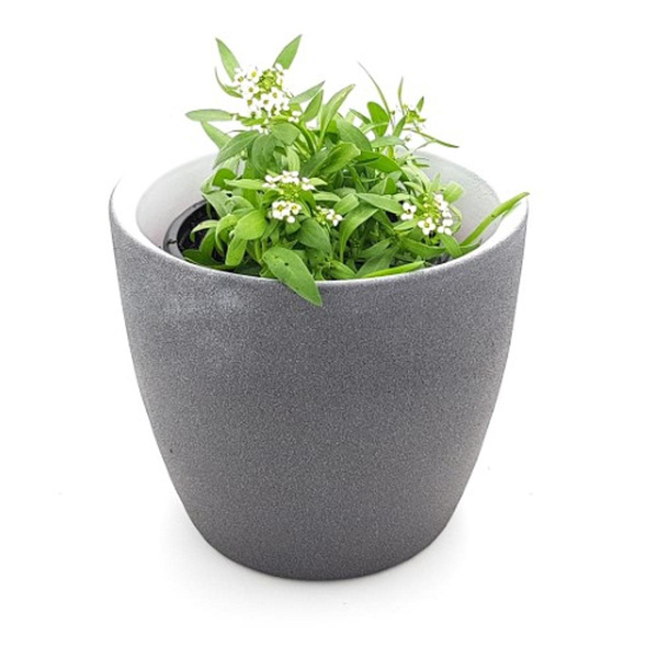 Produktfoto zu Steinkraut im Topf vom Klosterberghof