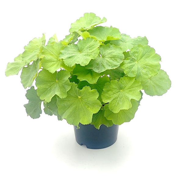 Produktfoto zu Frauenmantel im Topf vom Klosterberghof