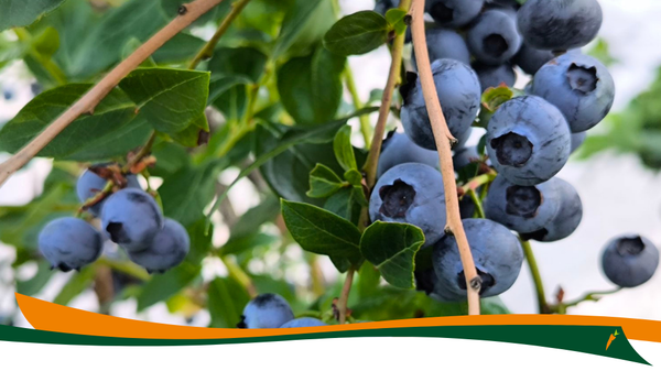 KI generiert: Frische Heidelbeeren an einem Strauch mit grünen Blättern.