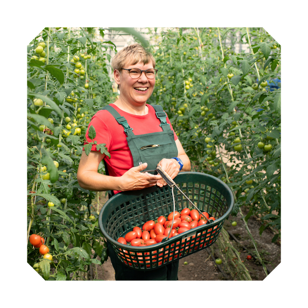 KI generiert: Eine Person erntet in einem Gewächshaus eine Kiste voller roter Tomaten.