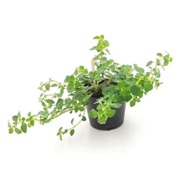 Produktfoto zu Oregano Hot + Spicy im Topf vom Klosterberghof