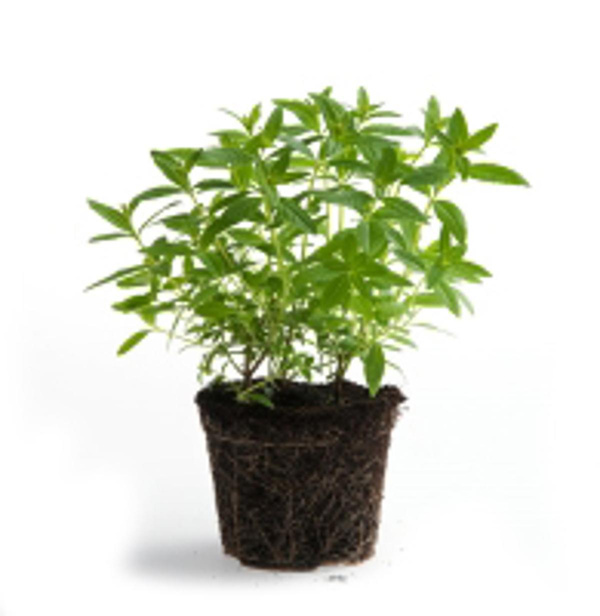 Produktfoto zu Zitronenverbene im Topf vom Klosterberghof