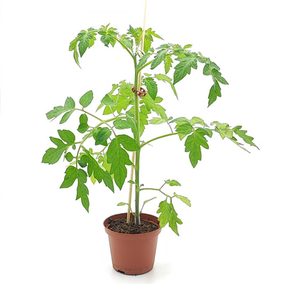 Produktfoto zu Tomatenjungpflanze Cherry gelb im Topf vom Klosterberghof