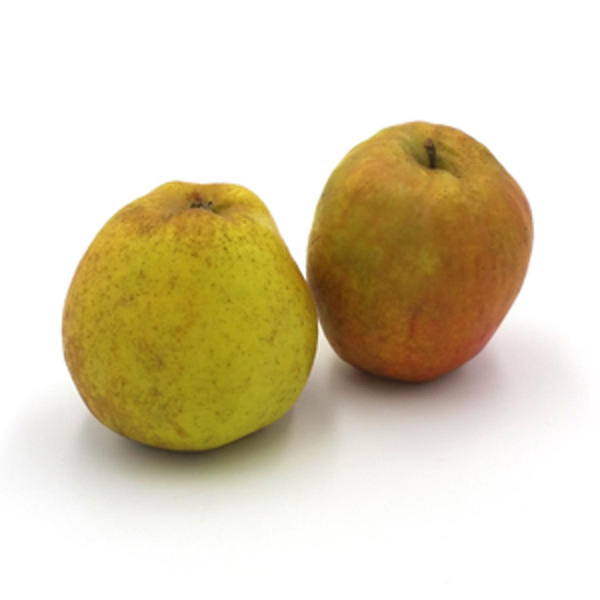 Produktfoto zu Finkenwerder Herbstprinz