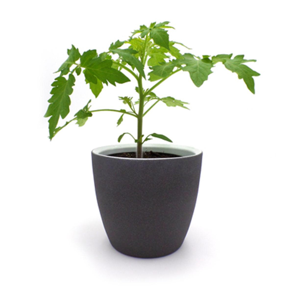 Produktfoto zu Tomatenjungpflanze "Black Cherry" im Topf vom Klosterberghof