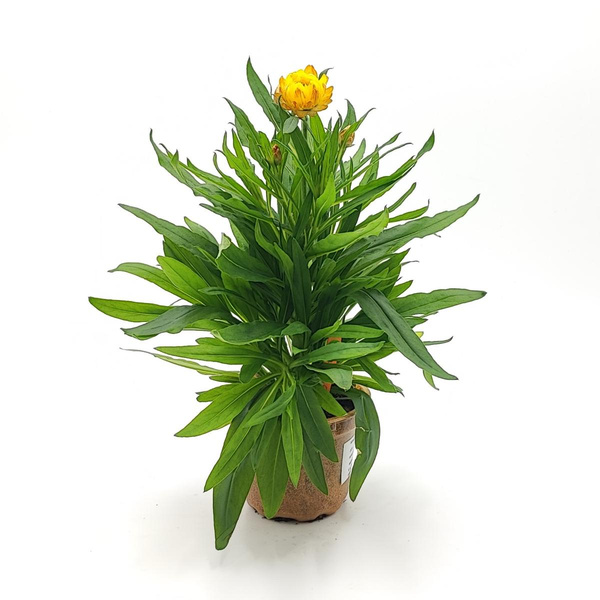 Produktfoto zu Strohblume im Topf vom Klosterberghof