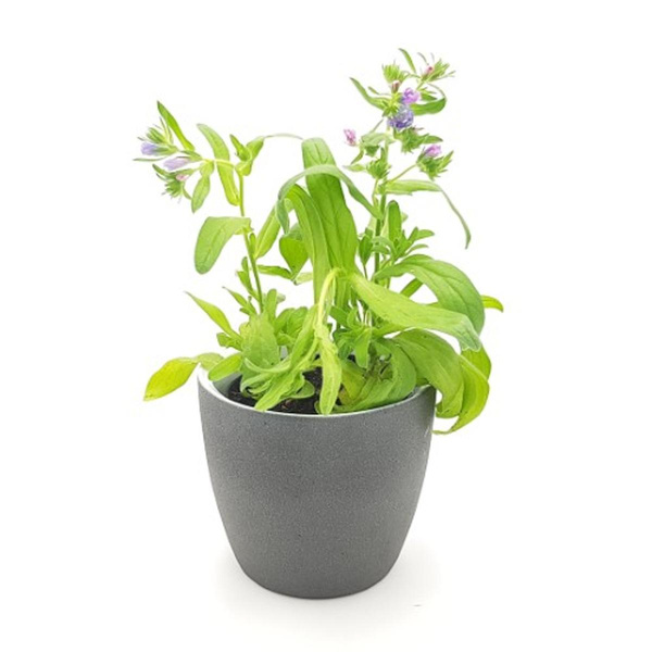 Produktfoto zu Natternkopf im Topf vom Klosterberghof