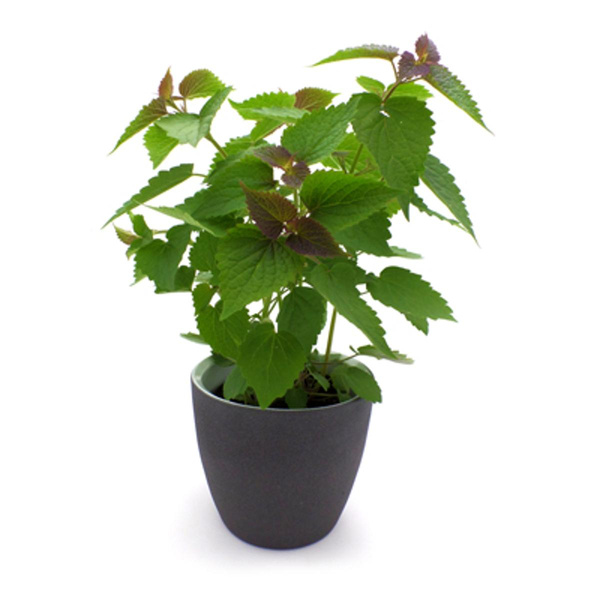 Produktfoto zu Anis-Ysop im Topf vom Klosterberghof