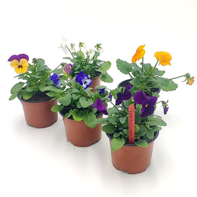 Produktfoto zu Hornveilchen im Topf vom Klosterberghof