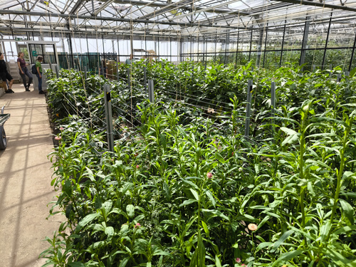 KI generiert: Ein Gewächshaus voller grüner Pflanzen, Menschen im Hintergrund.