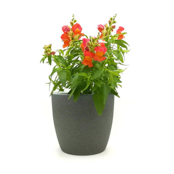 Produktfoto zu Löwenmäulchen im Topf vom Klosterberghof