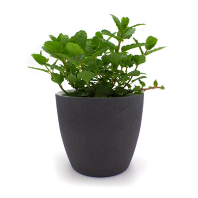 Produktfoto zu Marokkanische Minze im Topf vom Klosterberghof