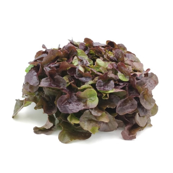 Produktfoto zu Eichblattsalat von Brands