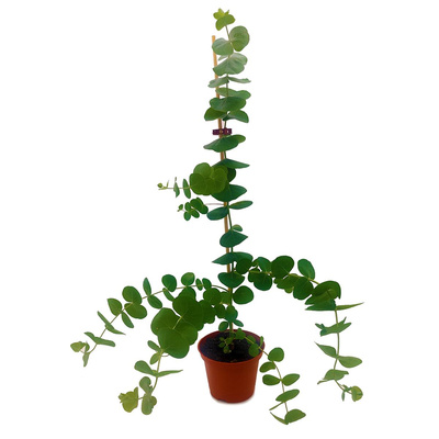 Produktfoto zu Eukalyptus im Topf vom Klosterberghof
