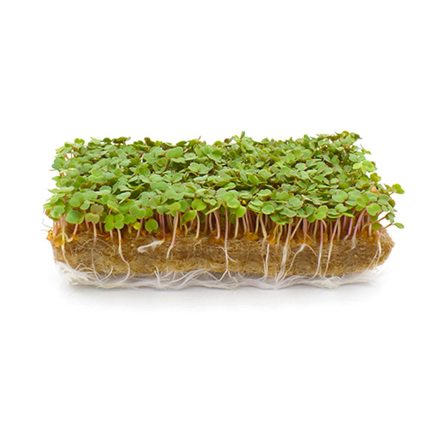 Produktfoto zu Rucolakresse vom Klosterberghof