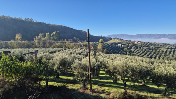 KI generiert: Olivenhain auf einem Hügel mit Stromleitung im Vordergrund und Berglandschaft im Hintergrund.