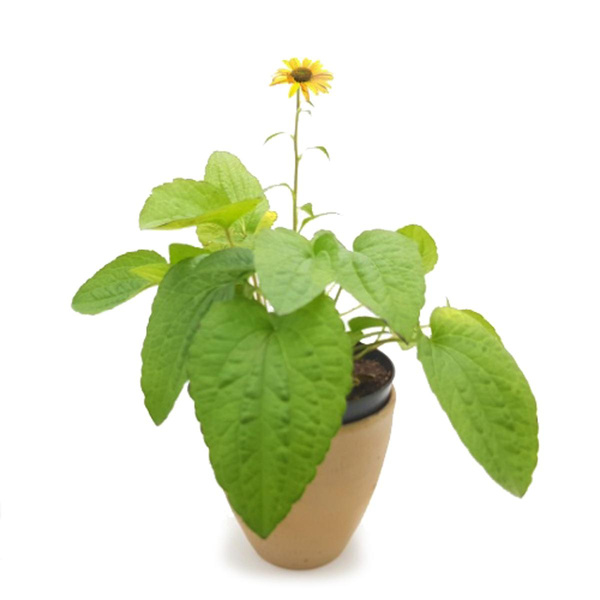 Produktfoto zu Gelber Sonnenhut im Topf vom Klosterberghof