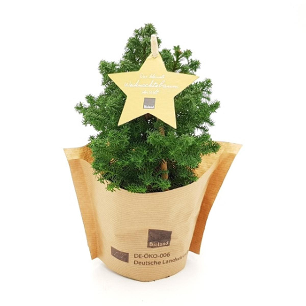 Produktfoto zu Tisch Weihnachtsbäumchen im Topf "Top Point" von Blu-Blumen