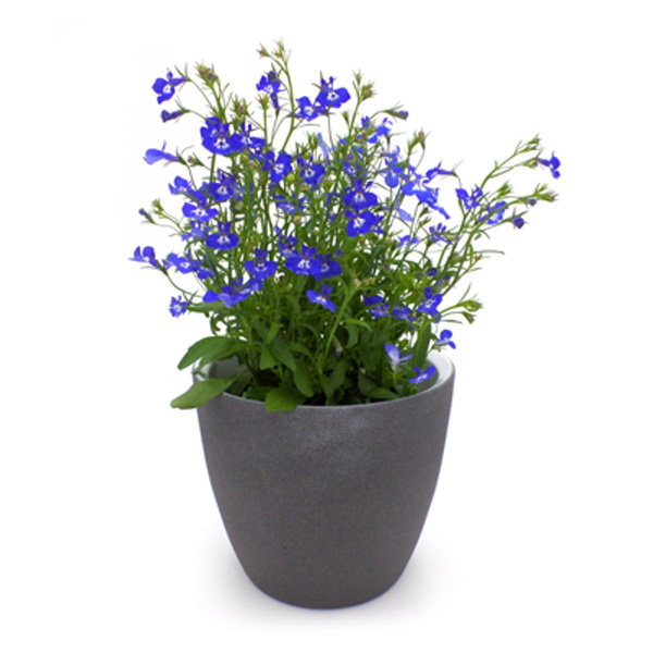 Produktfoto zu Männertreu im Topf vom Klosterberghof