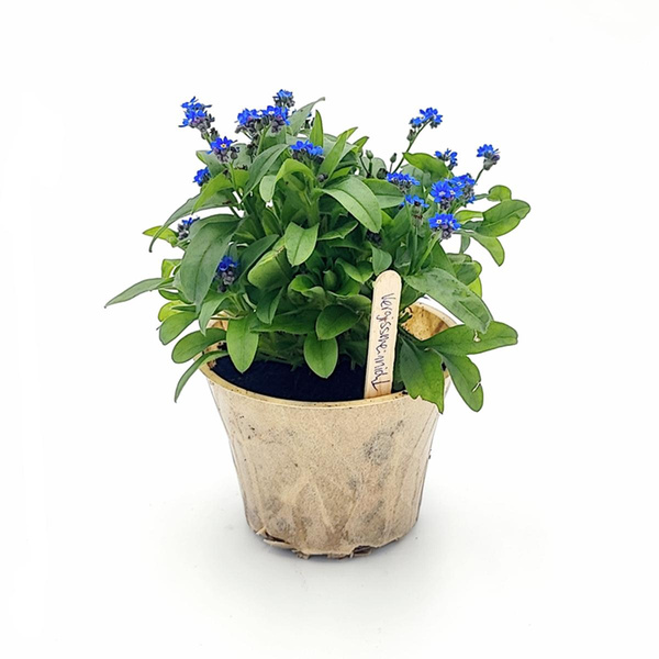 Produktfoto zu Vergissmeinnicht im Topf vom Klosterberghof