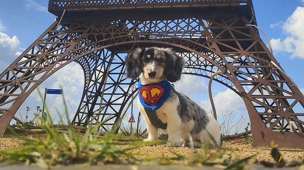 KI generiert: Ein Hund sitzt unter einem Modell des Eiffelturms und trägt ein Superman-Halstuch.
