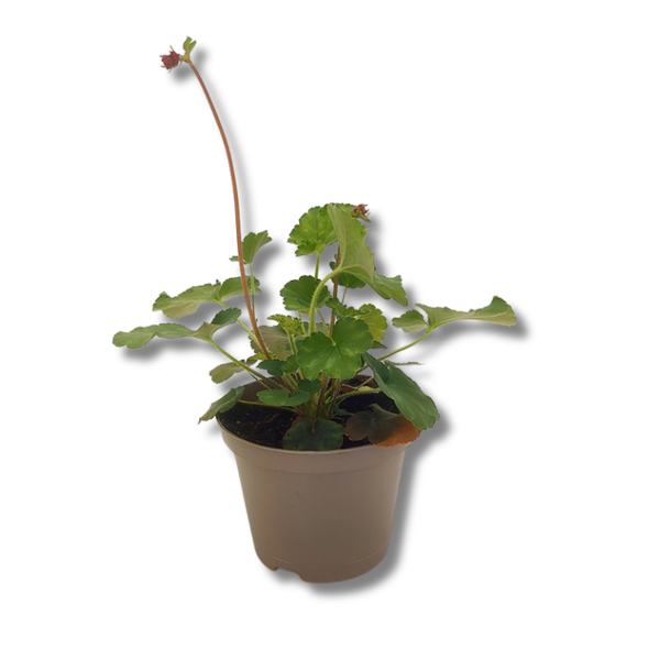 Produktfoto zu Purpurglöckchen (Heuchera) im Topf vom Klosterberghof