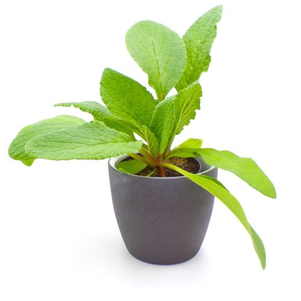 Produktfoto zu Borretsch im Topf vom Klosterberghof