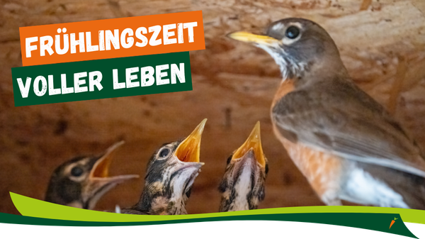 KI generiert: Ein Vogel füttert Küken im Nest. Text: "FRÜHLINGSZEIT VOLLER LEBEN".