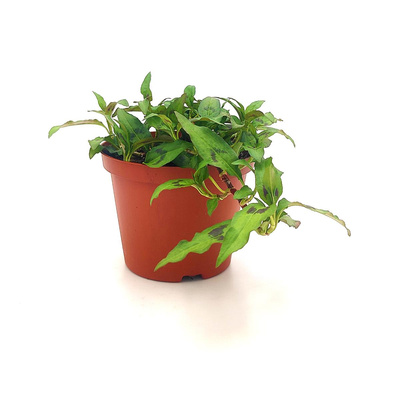 Produktfoto zu Vietnamesischer Koriander im Topf