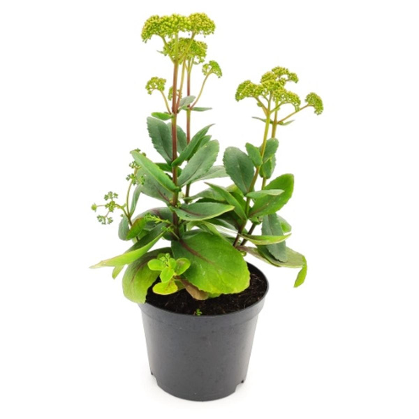 Produktfoto zu Fette Henne im Topf vom Klosterberghof