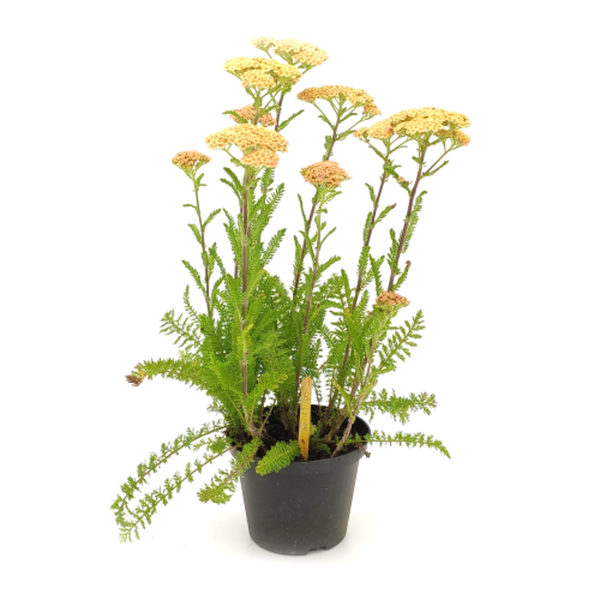 Produktfoto zu Schafgarbe im Topf vom Klosterberghof