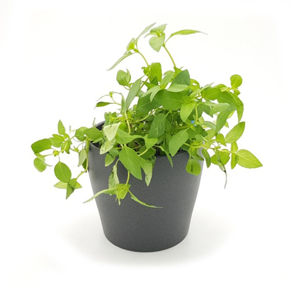 Produktfoto zu Thaibasilikum im Topf vom Klosterberghof