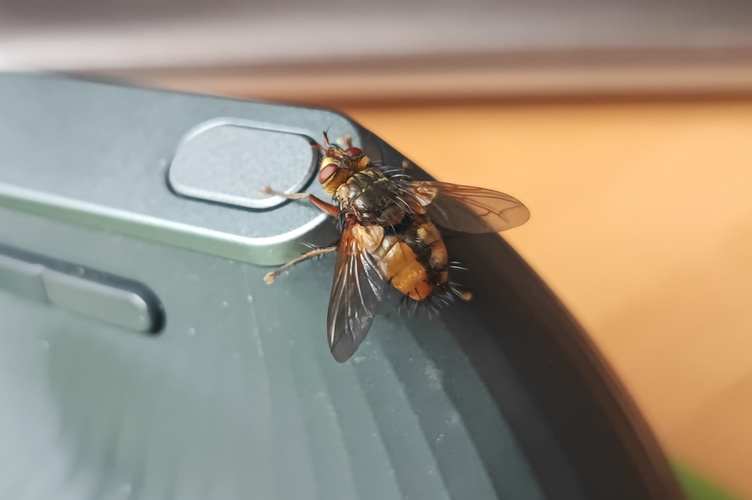Igelfliege
