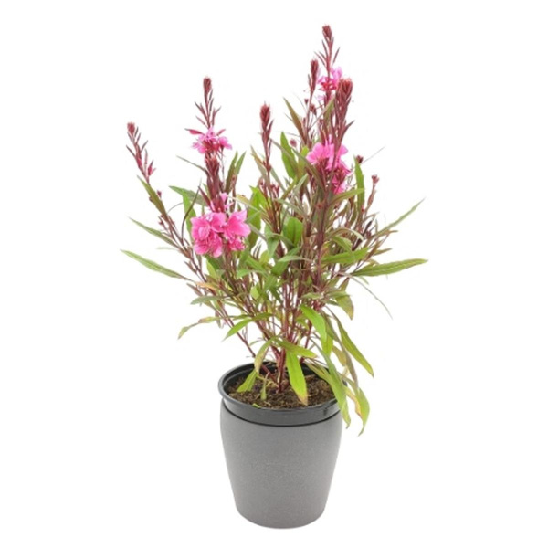 Produktfoto zu Prachtkerze rosa im Topf vom Klosterberghof