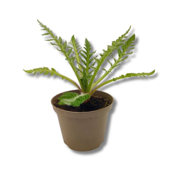 Produktfoto zu Türkischer Mohn im Topf vom Klosterberghof