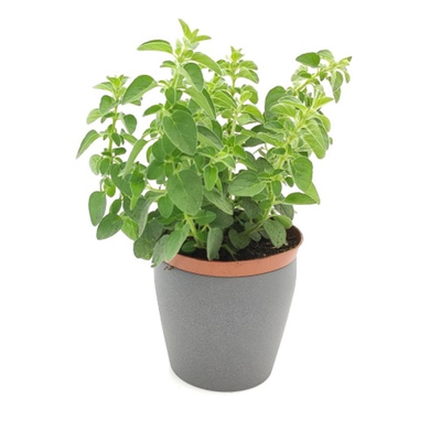 Produktfoto zu Oregano im Topf vom Klosterberghof