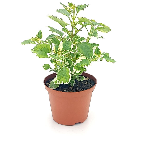 Produktfoto zu Weihrauch im Topf vom Klosterberghof