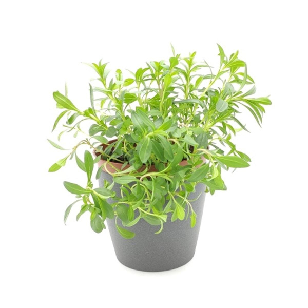 Produktfoto zu Bergbohnenkraut im Topf vom Klosterberghof