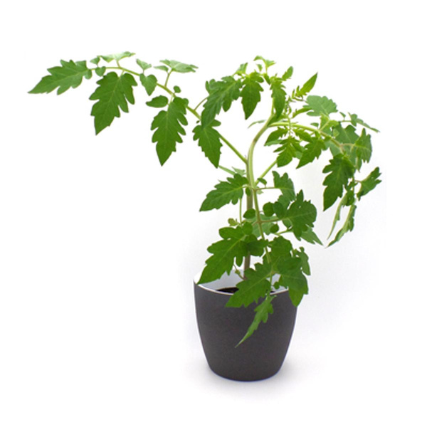 Produktfoto zu Tomatenjungpflanze Stabtomate im Topf vom Klosterberghof