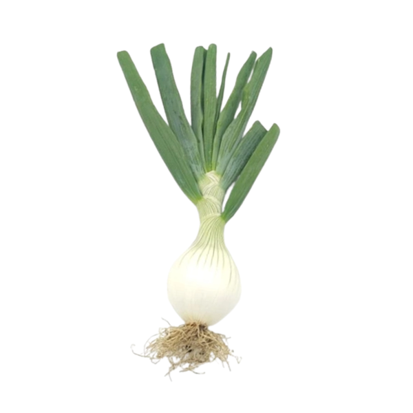 Produktfoto zu große Gemüsezwiebel (350g+))