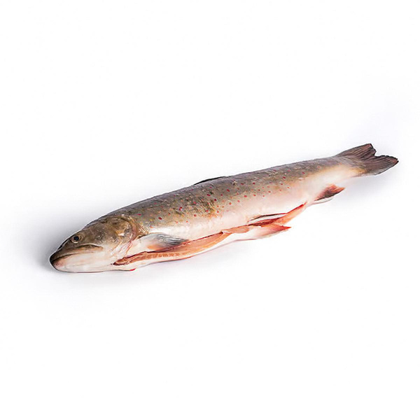 Produktfoto zu Frischer Saibling, ca. 500g - 700g