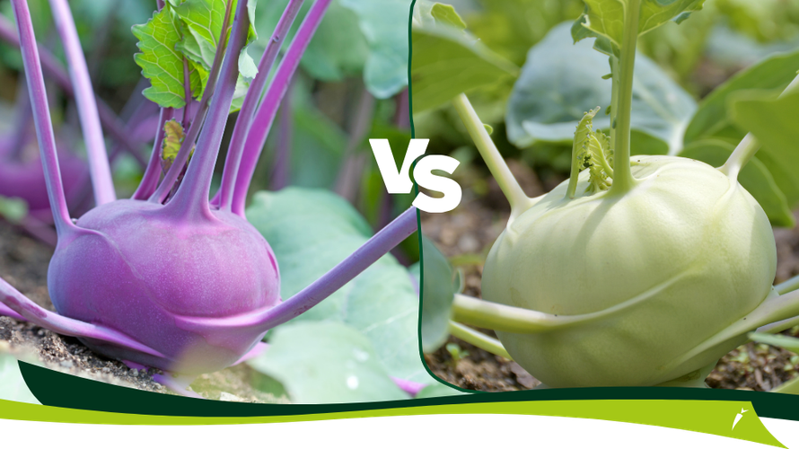 Unser Wochenangebot 05