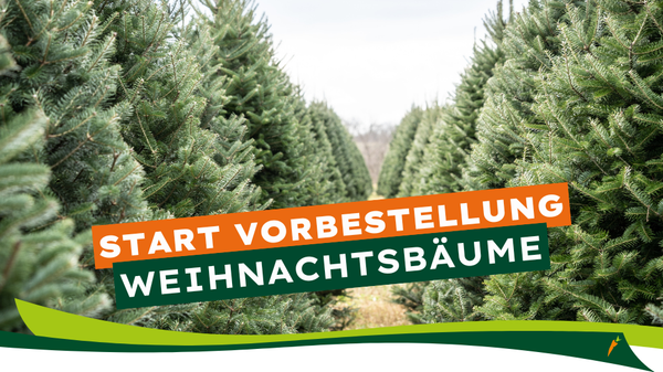 KI generiert: Reihe von Weihnachtsbäumen mit Text: "START VORBESTELLUNG WEIHNACHTSBÄUME".