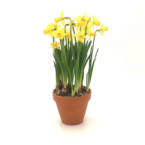 Produktfoto zu Mini Narzissen im Topf vom Klosterberg