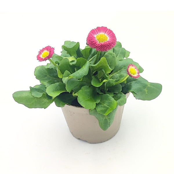 Produktfoto zu Bellis perennis im Topf vom Klosterberghof